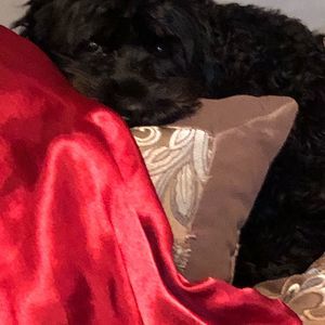 Meet your Posher, Pierre